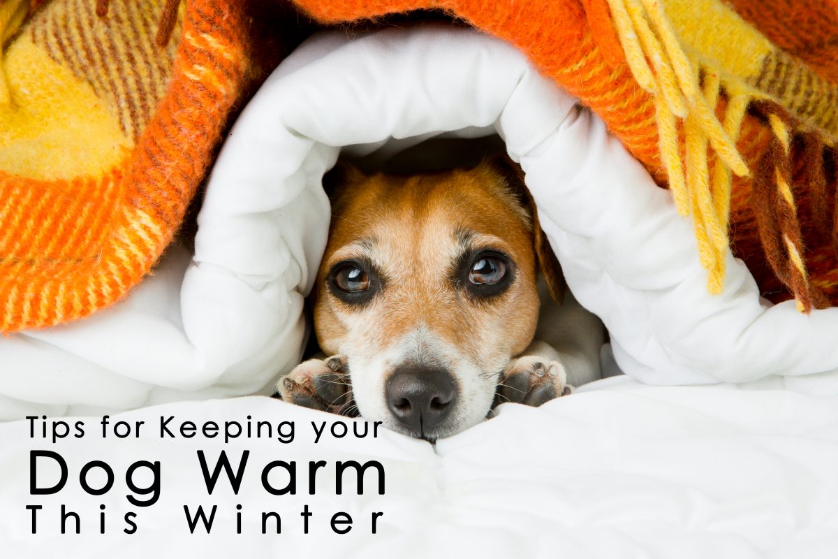 Tips for Keeping Dogs Warm in the Winter ICA Agency Alliance, Inc.