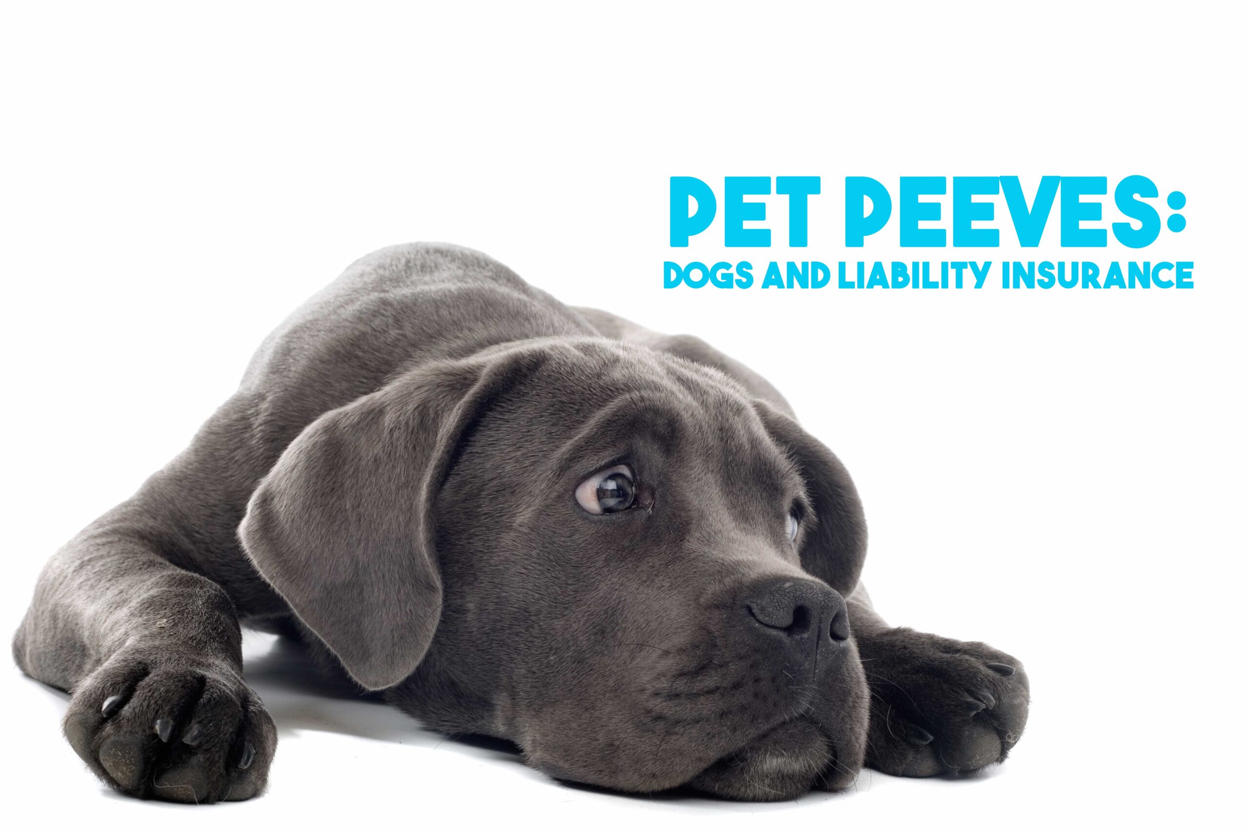Pet Peeves: Dogs and Liability Insurance - ICA Agency Alliance, Inc.